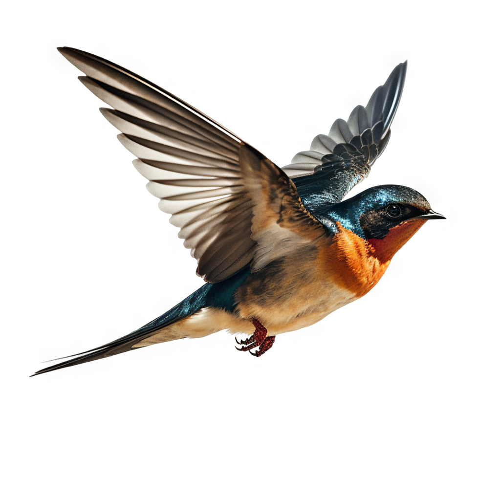 Swallow Bird